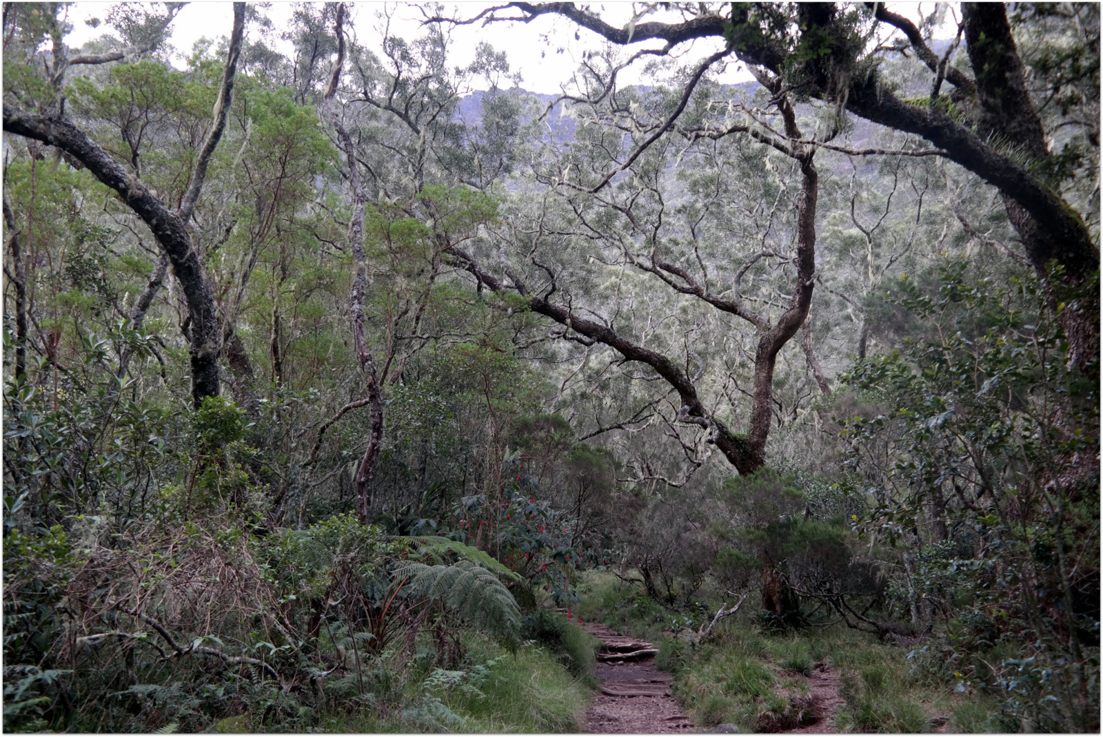 Piton des Neiges – Trekking path