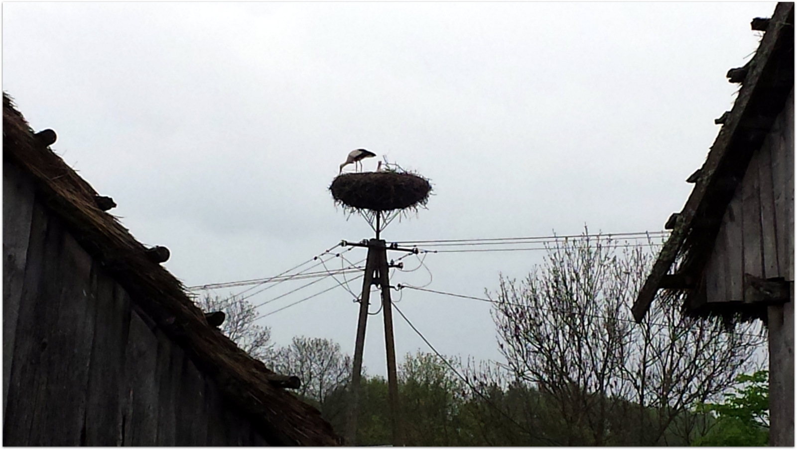 Suwalszczyzna – Typical Stork nest