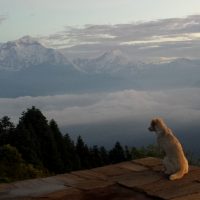Poon Hill - Move Our World