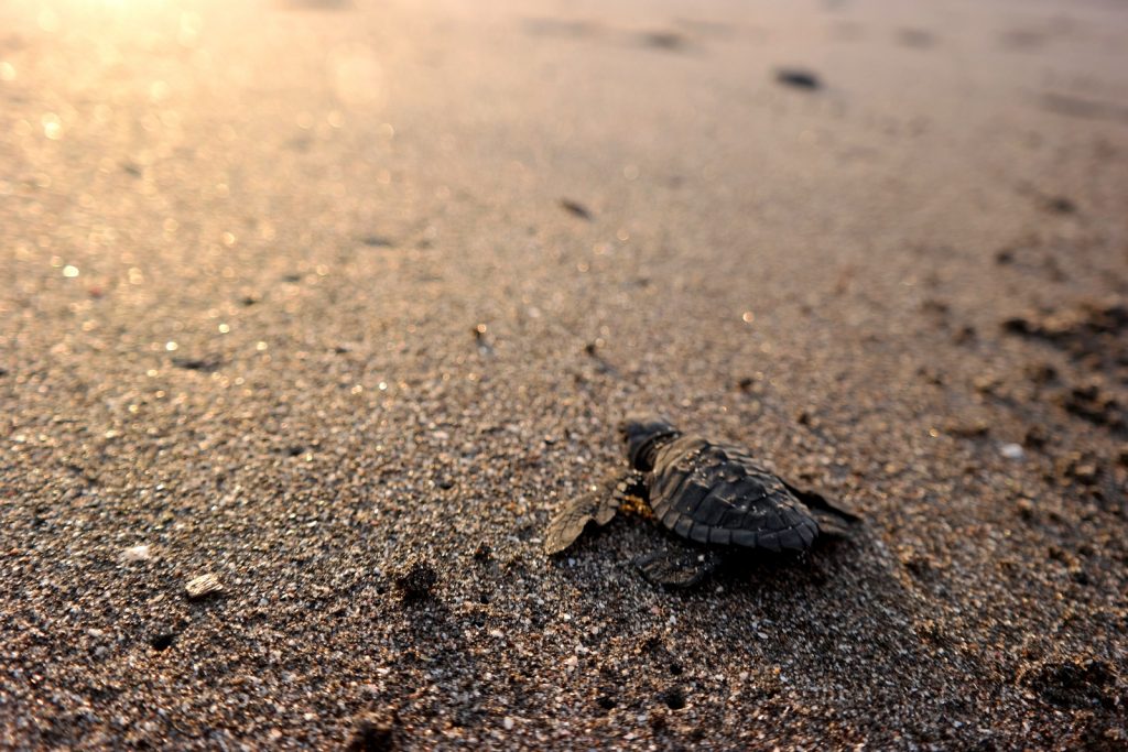 Move Our World - Nicaragua - Las Penitas
