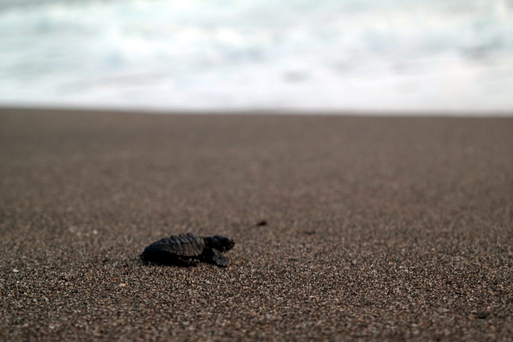 Move Our World - Nicaragua - Las Penitas