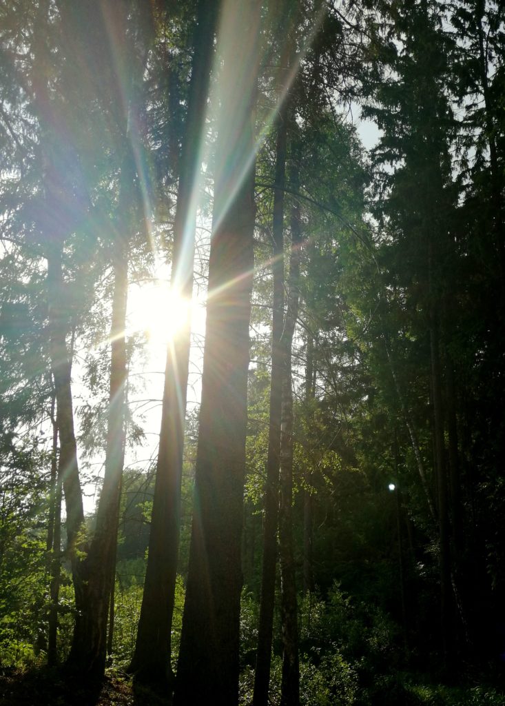 siedlisko-natura-pokoje-las-Warmia