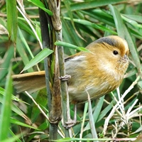 Birdwatching SIchuan BirdTour